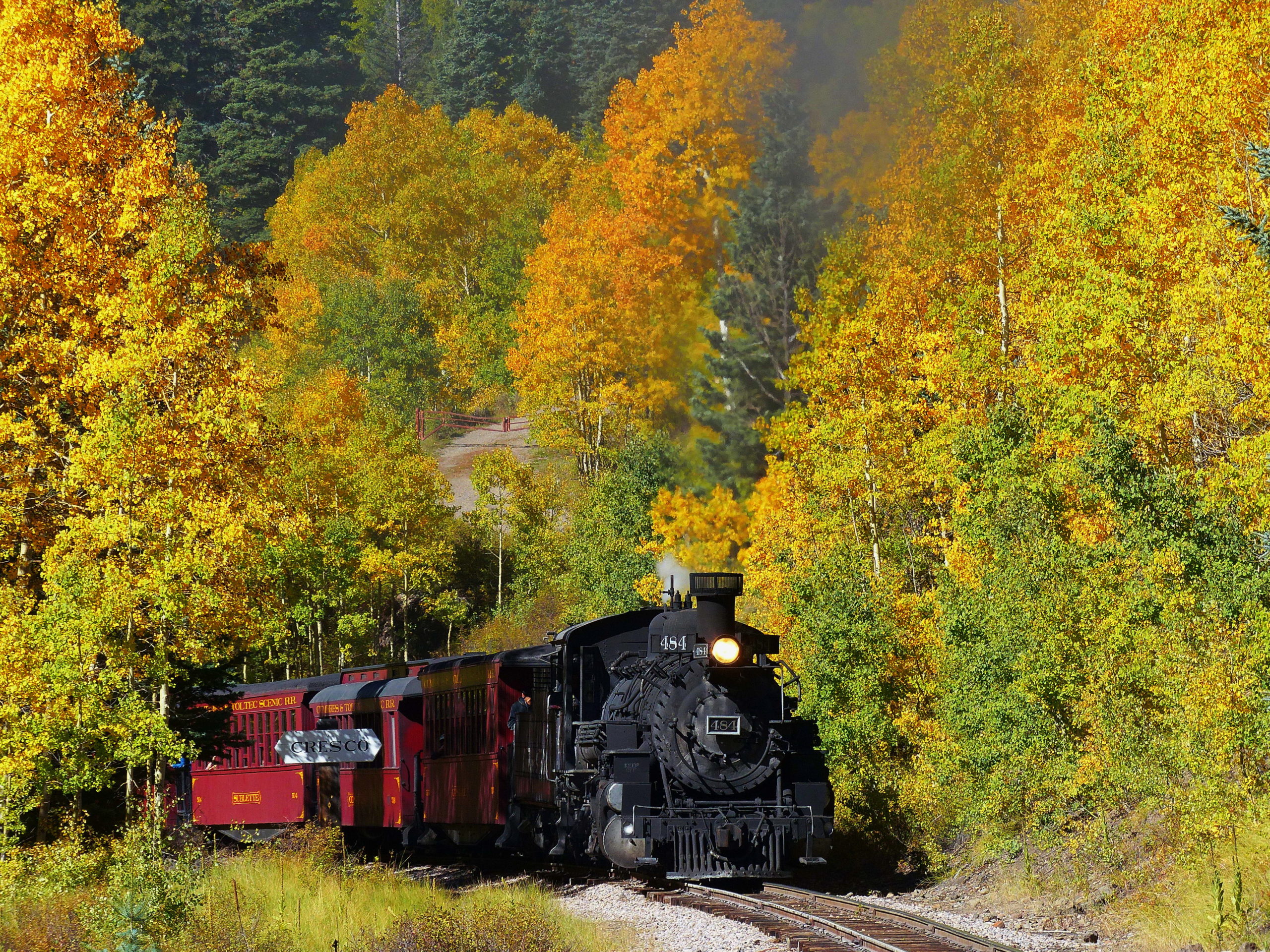 Image of train #484 traveling through the scenic fall leaves on the C&TSRR